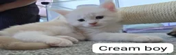 Maine Coon cats for sale: Outstanding TICA registered Maine Coon Kittens - Advert 17