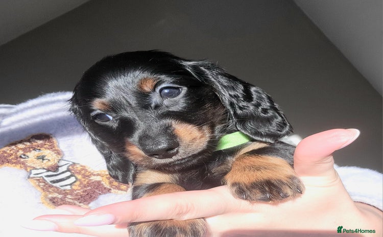 Dachshund dogs KC Miniature Dachshund  - Advert 1