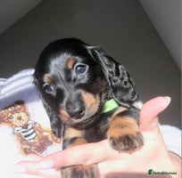 Dachshund dogs KC Miniature Dachshund - Advert 3