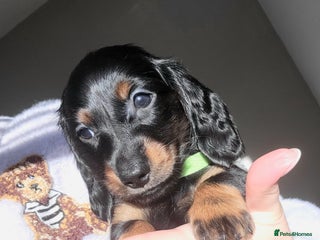 Dachshund dogs KC Miniature Dachshund - Advert 5
