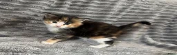 Maine Coon cats for sale: 2 beautiful Maine coon kittens - Advert 15