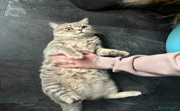 British Shorthair cats - Advert 8