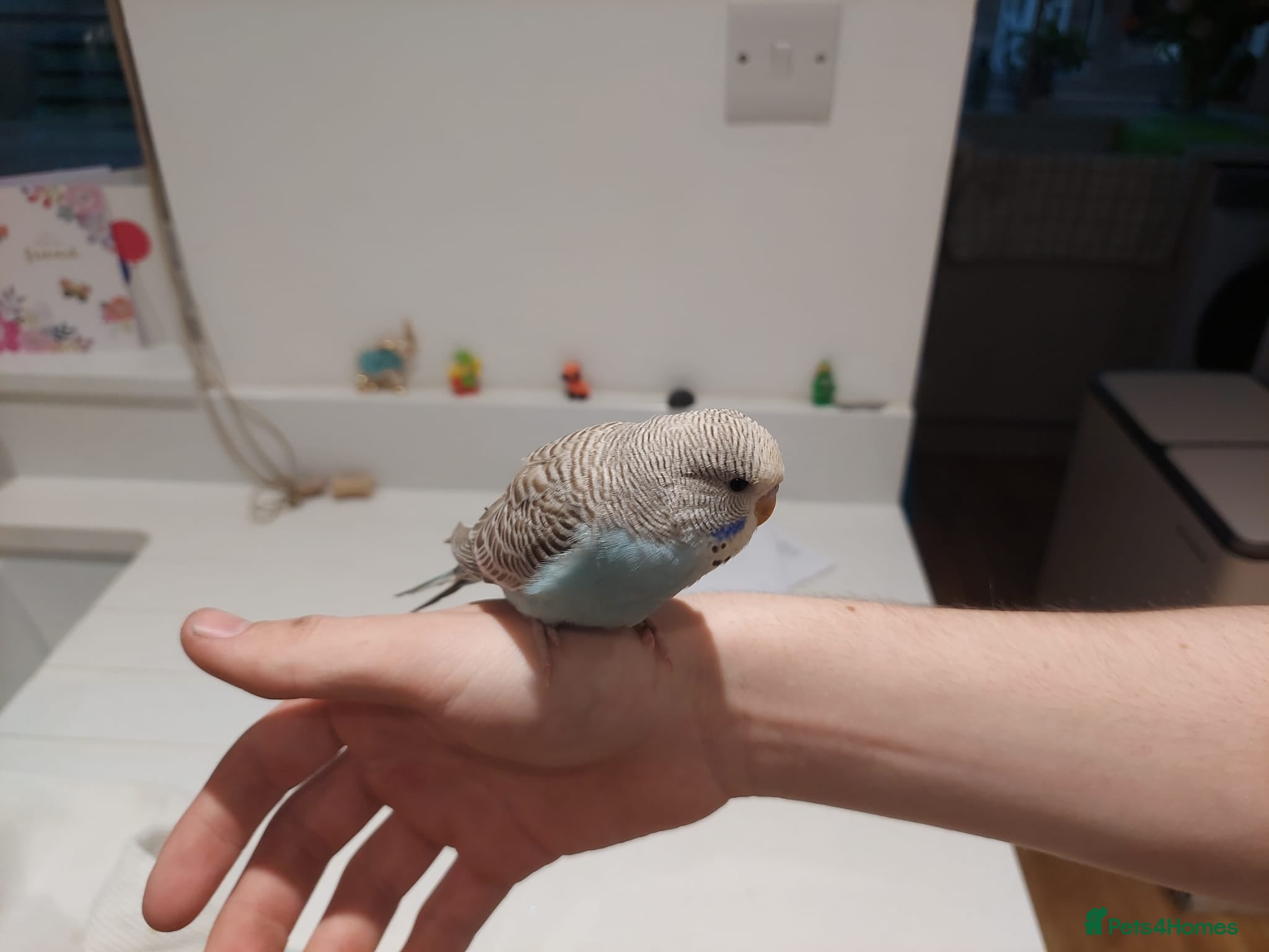 Budgerigars birds Hand tamed bonded Budgies Available Now. - Advert 2