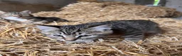 Mixed Breed cats for sale: 4 fun and inquisitive kittens - Advert 11