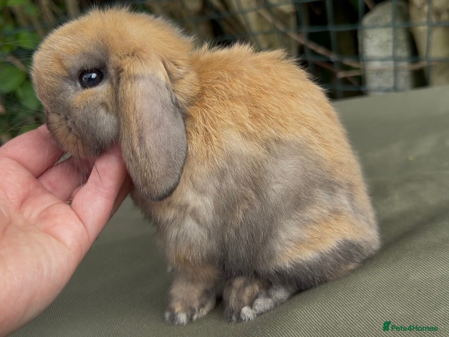 Mini Lop rabbits for sale: stunning baby girl ready now - Advert 3
