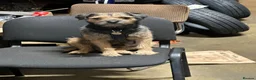 Border Terrier dogs for stud: KC Reg, SLEM clear first time stud in Ripon - Advert 1