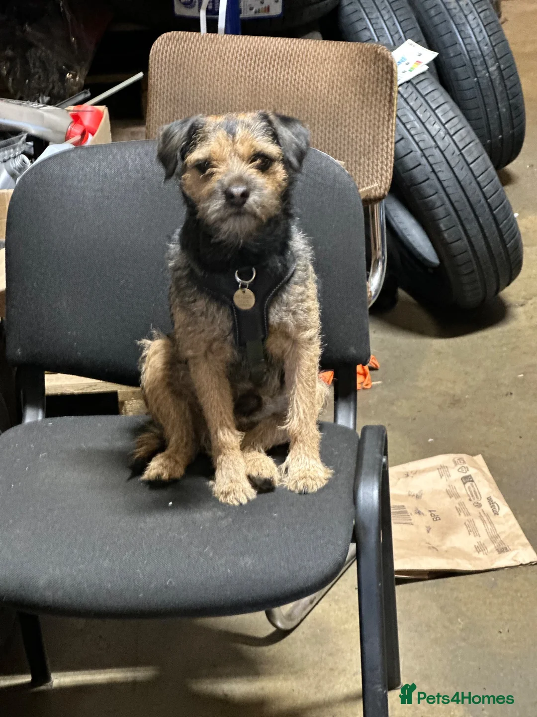 Border Terrier dogs for stud: KC Reg, SLEM clear first time stud in Ripon - Advert 1