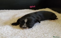 Jackapoo dogs for sale: Jackapoo puppies - Image 3