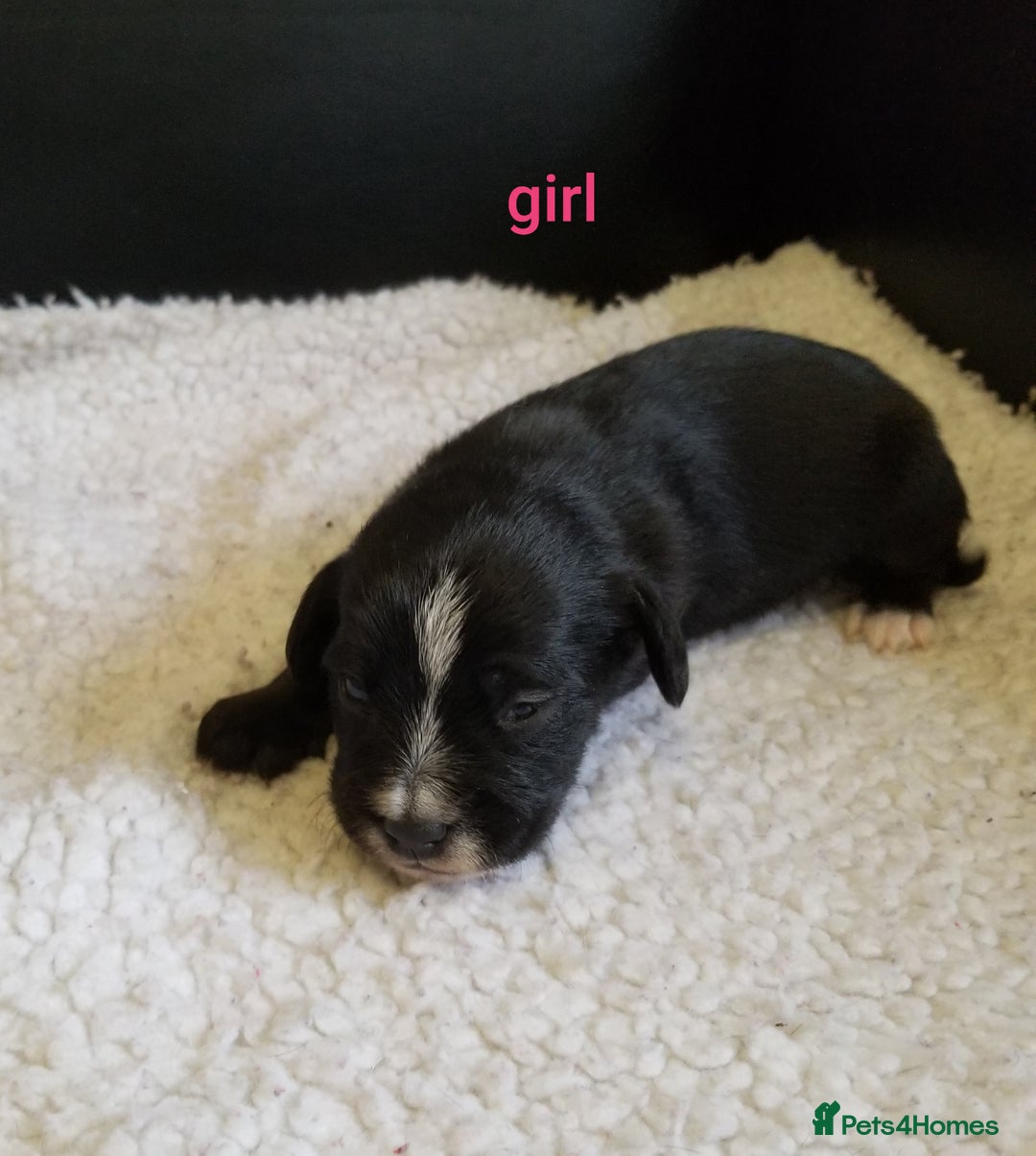 Jackapoo dogs for sale: Jackapoo puppies - Image 3