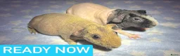 Guinea Pig rodents for sale: Skinny Pig Boars  - Advert 5