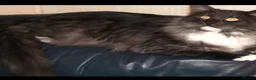 Mixed Breed cats for sale: Beautiful cross mainecoon kittens  in Market Rasen - Advert 6