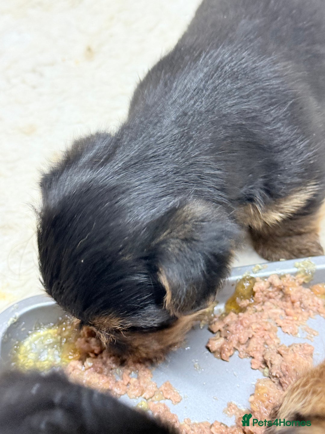 Norfolk Terrier dogs for sale: Norfolk Terriers for sale 🐶 - Image 12