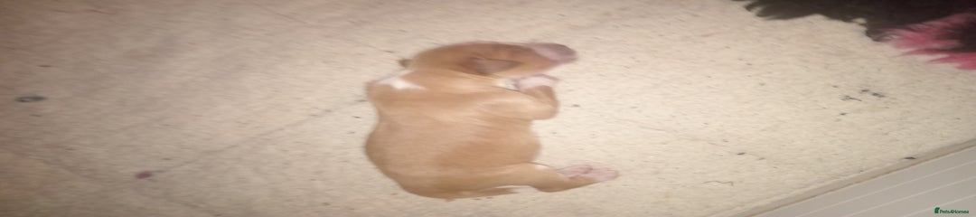 Mixed Breed Puppy 2