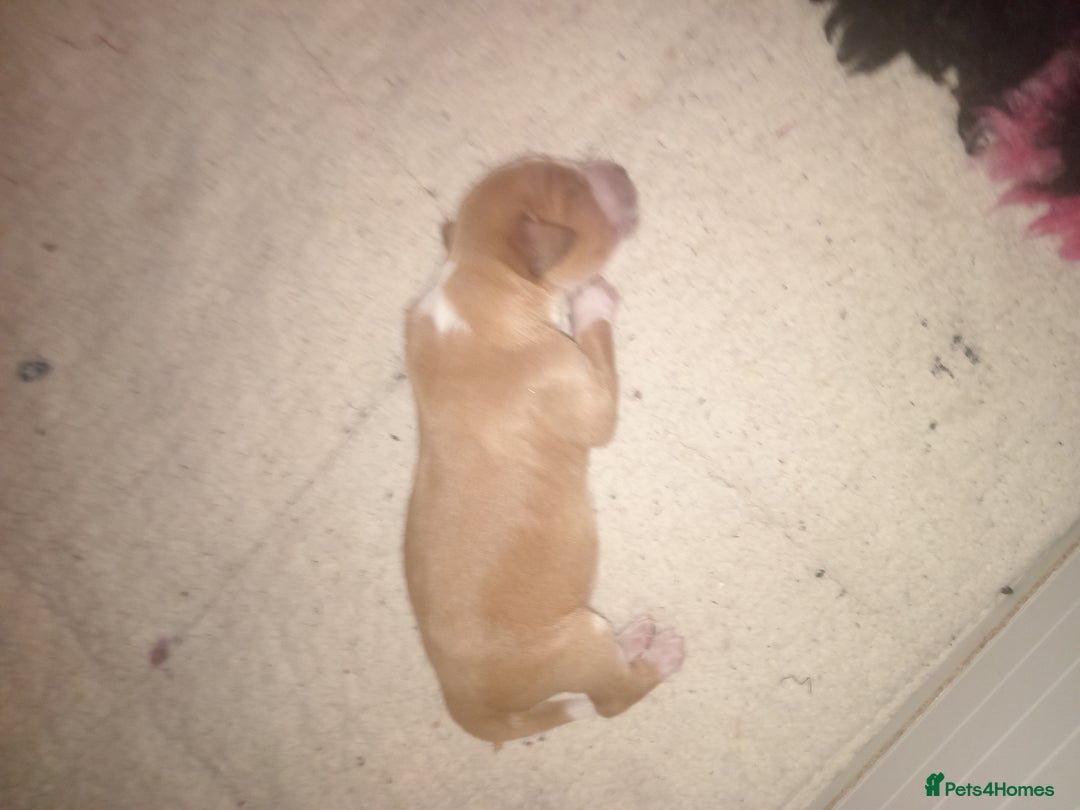 Mixed Breed dogs for sale: Colliepoo x Brittany  - Image 4