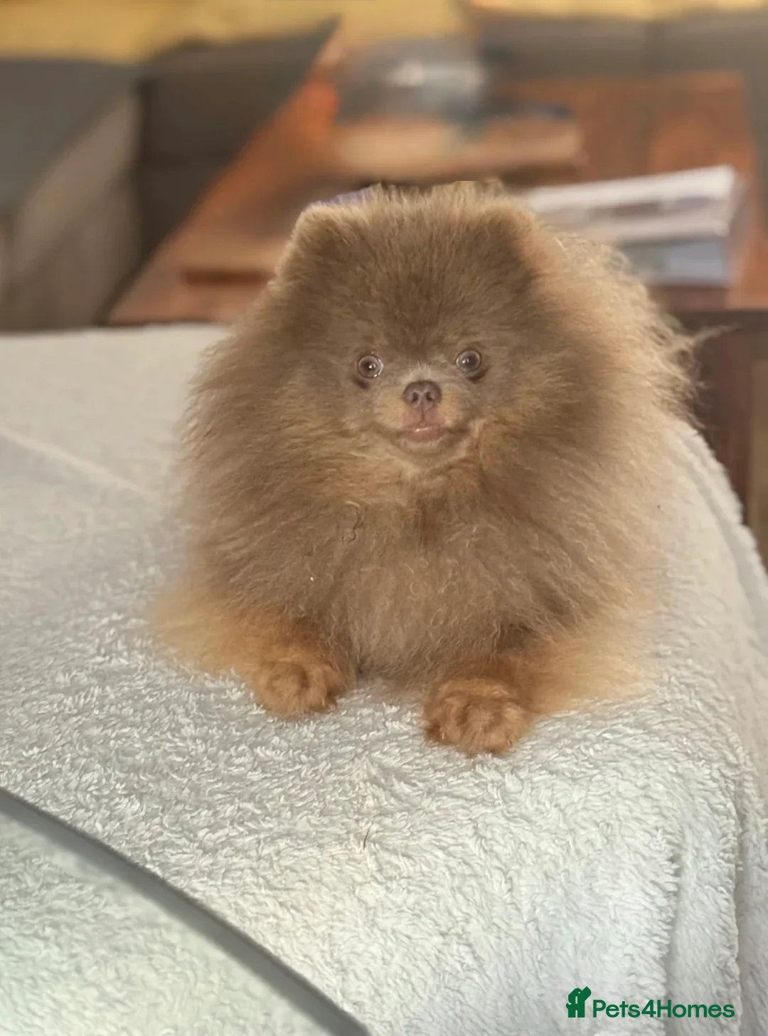 Pomeranian dogs for stud: Exclusive KC Lilac Tan Teddy 🧸 - Advert 9