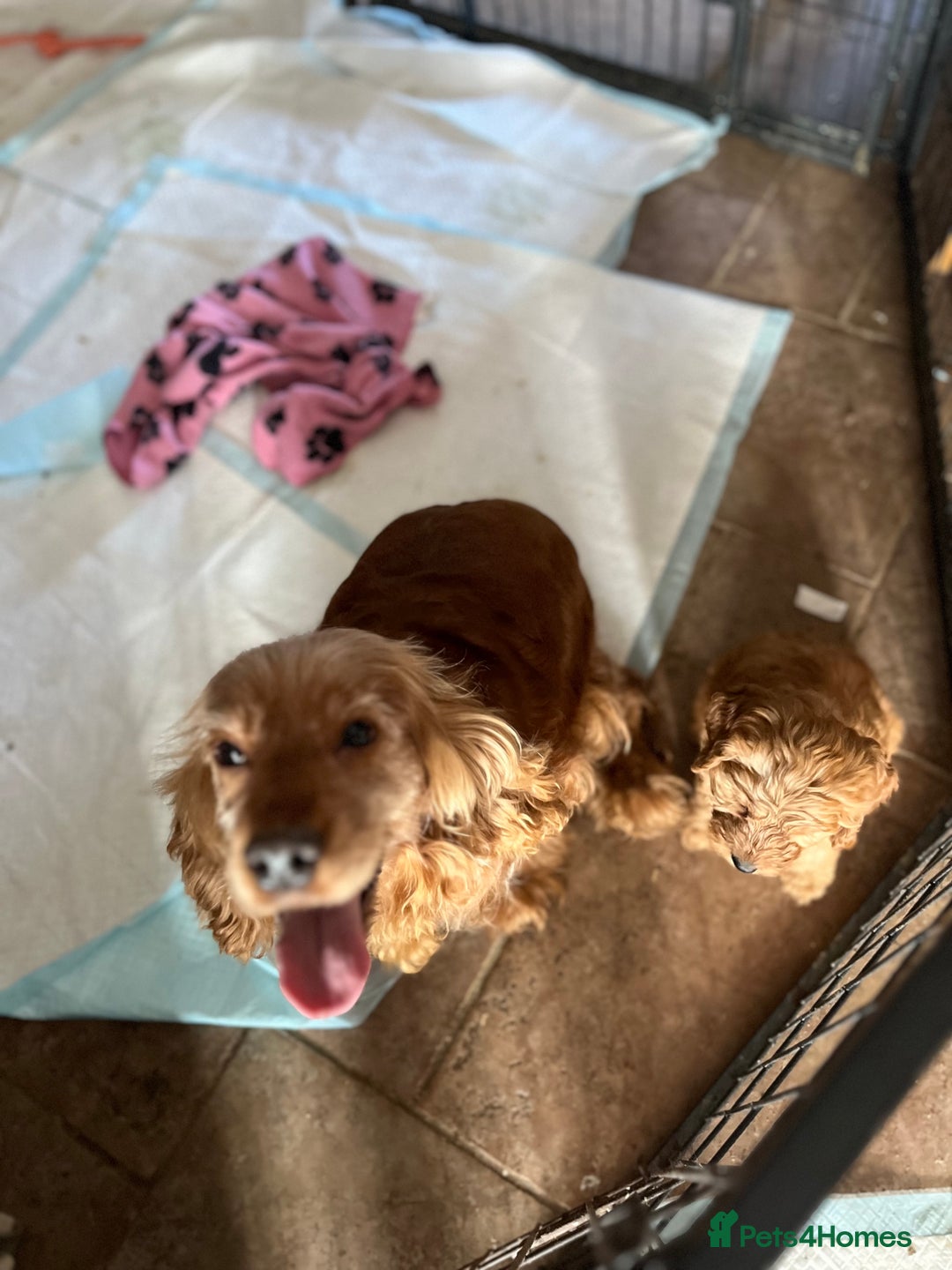 Cockapoo dogs for sale: Beautiful cockapoo girl puppy  - Image 7