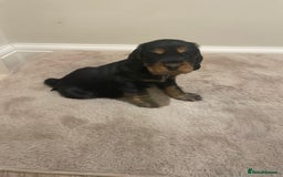Cocker Spaniel dogs for sale: 6 gorgeous cocker spaniel puppies  - Image 14