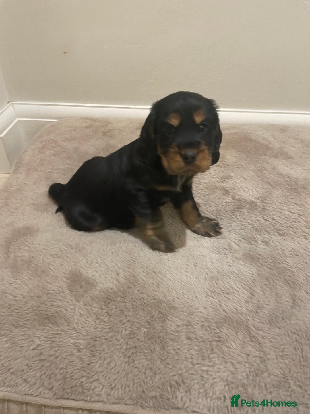 Cocker Spaniel dogs for sale: 6 gorgeous cocker spaniel puppies  - Image 14