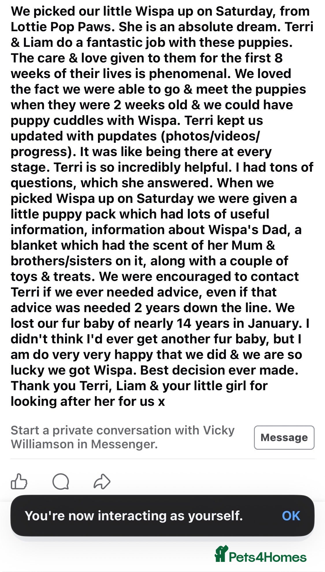 Cockapoo dogs Last Puppy remaining ❤️ f3 cockapoo puppies 🐾 - Advert 17