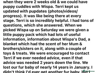 Cockapoo dogs Last Puppy remaining ❤️ f3 cockapoo puppies 🐾 - Advert 17
