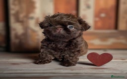 Shih Tzu dogs for sale: Stunning KC chocolate imperial Shihtzu puppies - Image 38
