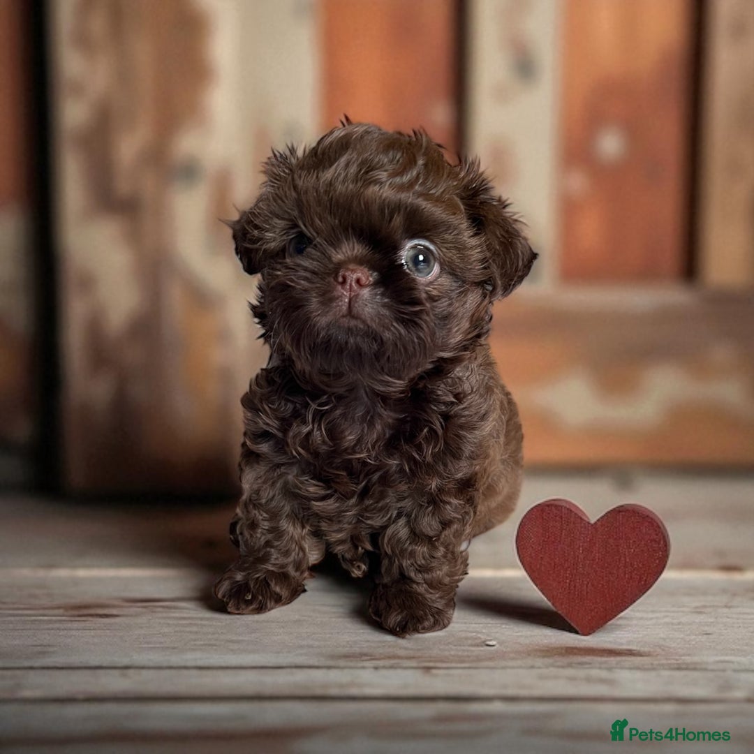 Shih Tzu dogs for sale: Stunning KC chocolate imperial Shihtzu puppies - Image 38