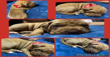 Mixed Breed dogs - Advert 2