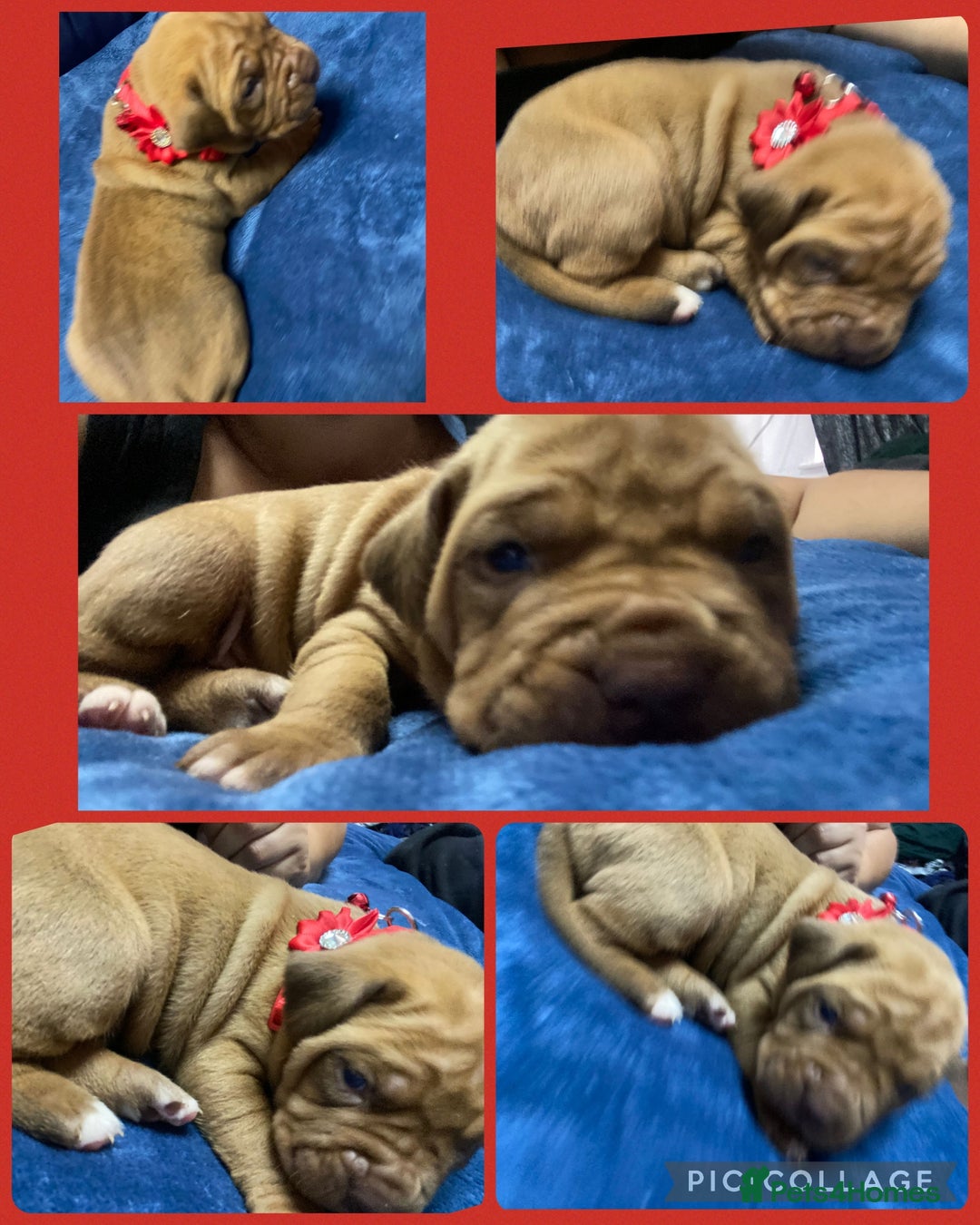 Mixed Breed dogs for sale: Dogue de bordeaux x staff puppies  - Advert 12