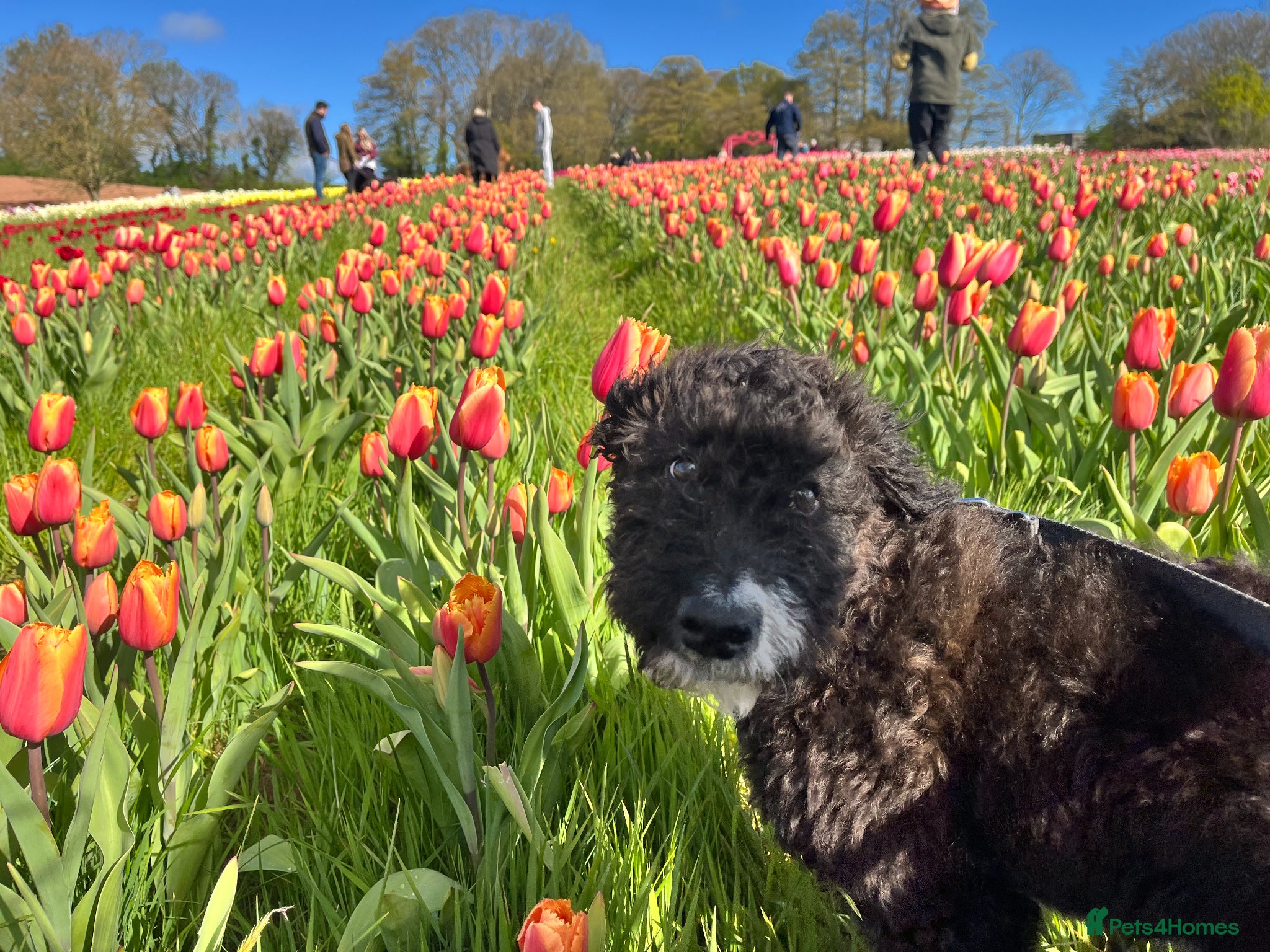 Mixed Breed dogs for sale: Handsome 6‑Month‑Old Bordoodle/Colliepoo Puppy in Exeter - Advert 4