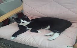 Mixed Breed cats for sale: Lovely Male House Indoor Cat Nice Temperament - Image 2