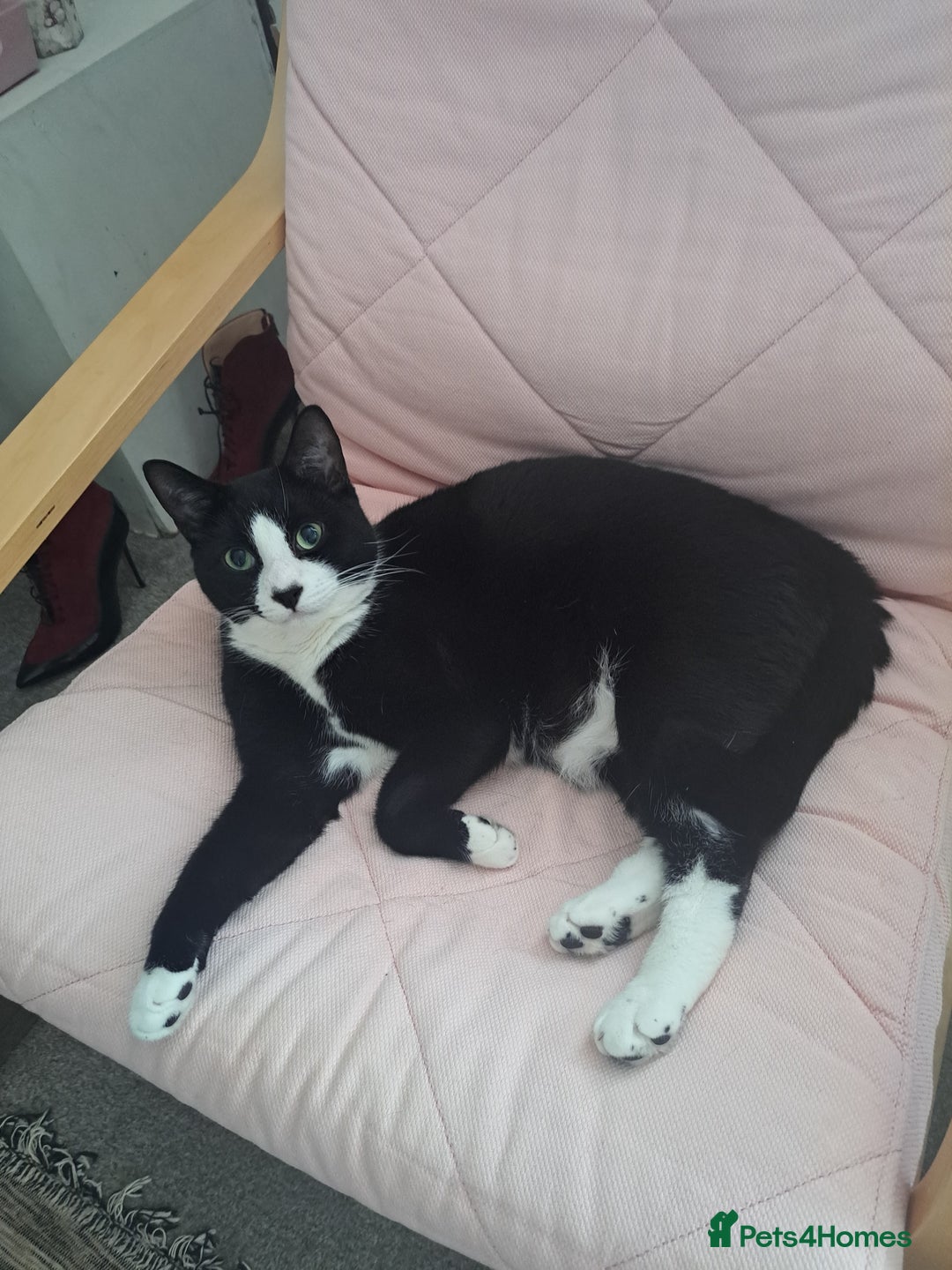 Mixed Breed cats for sale: Lovely Male House Indoor Cat Nice Temperament - Image 2