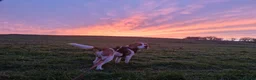 Beagle dogs for stud: Loki is our name- KC name is Fallowfield Chestnut  - Advert 6