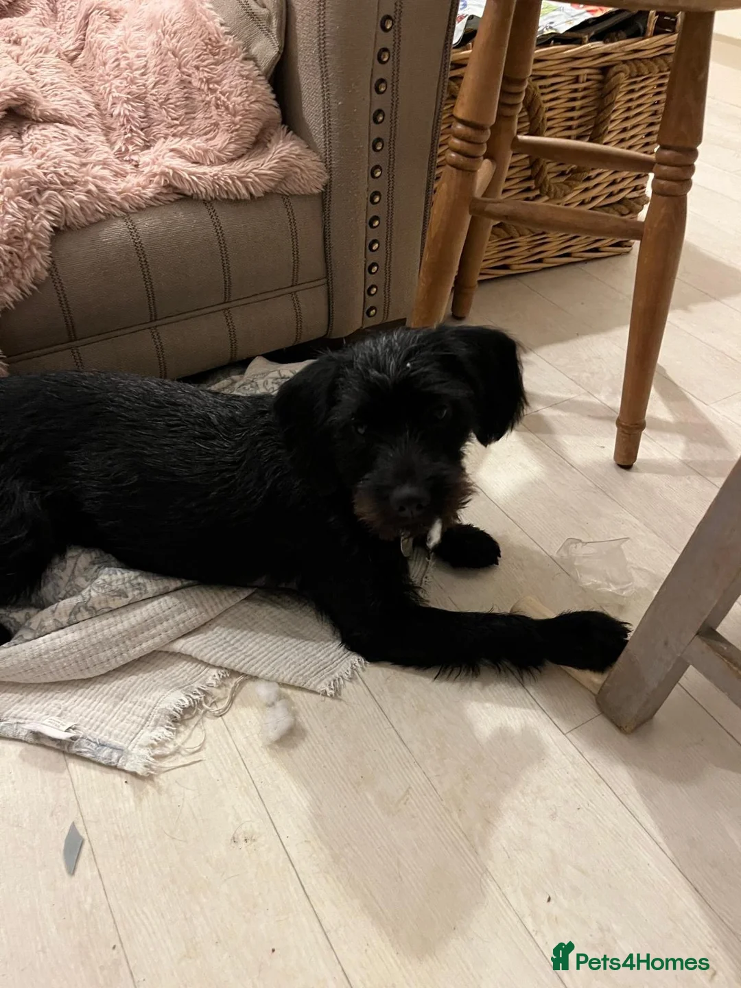 Mixed Breed dogs for sale: Bear 🐻  - Advert 6