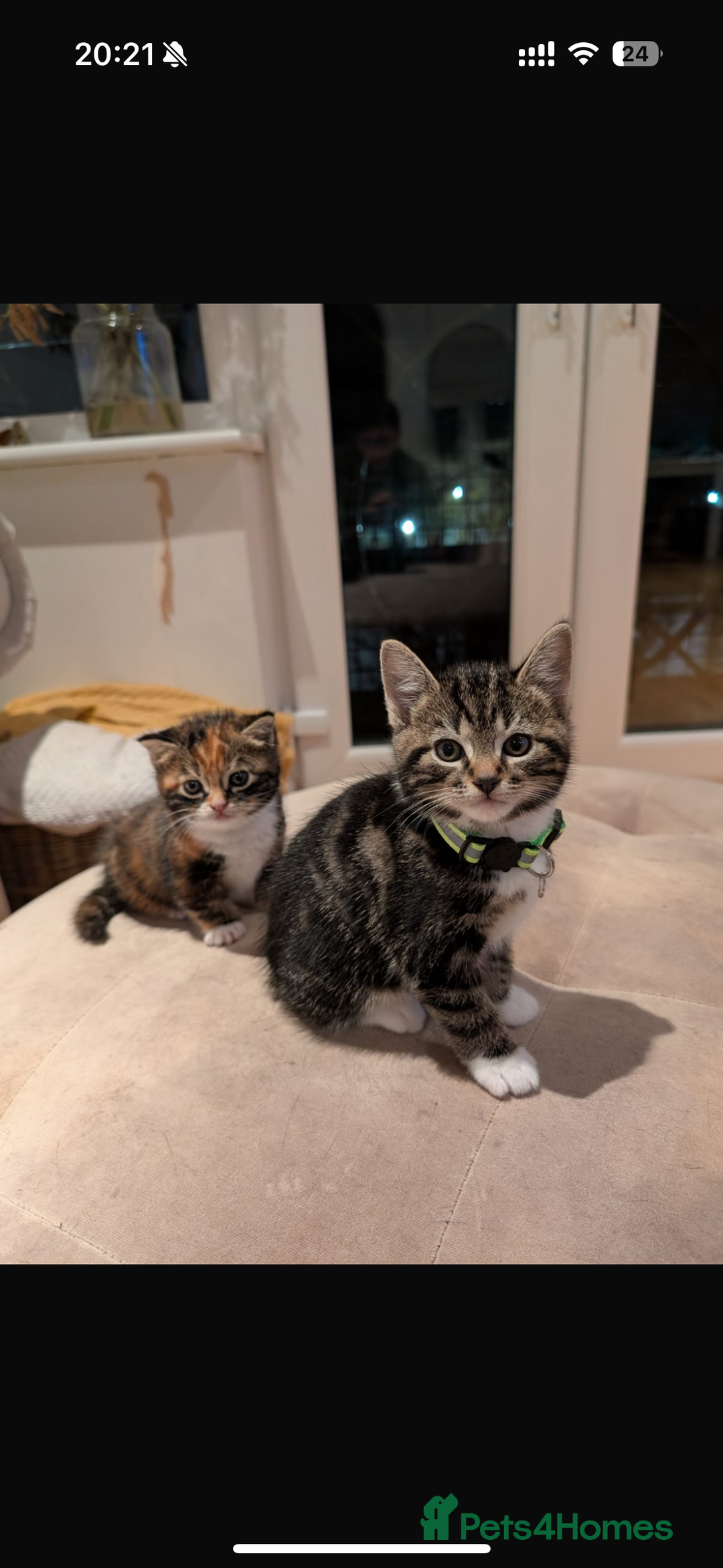 Mixed Breed cats for sale: Gorgeous mixed breed bengal and calico kittens - Advert 11