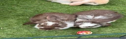 French Lop rabbits for sale: Pedigree French lop - Advert 5