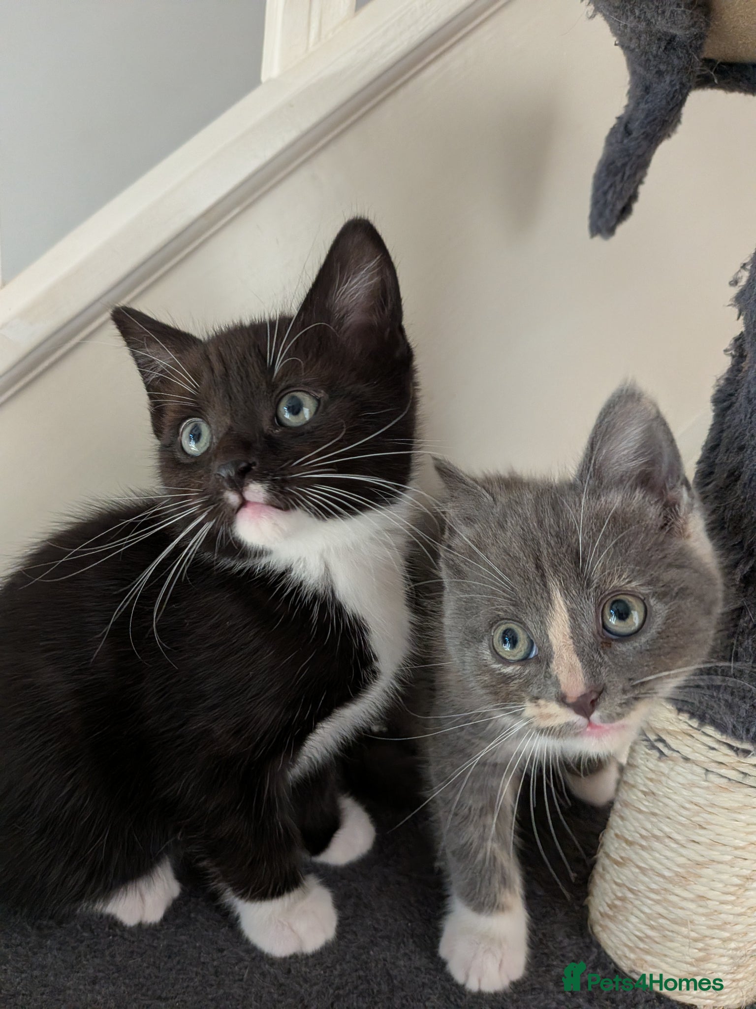 Mixed Breed cats Kittens for sale - Advert 1