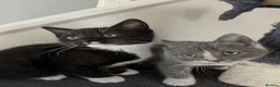 Mixed Breed cats for sale: Kittens for sale in Nottingham - Advert 1