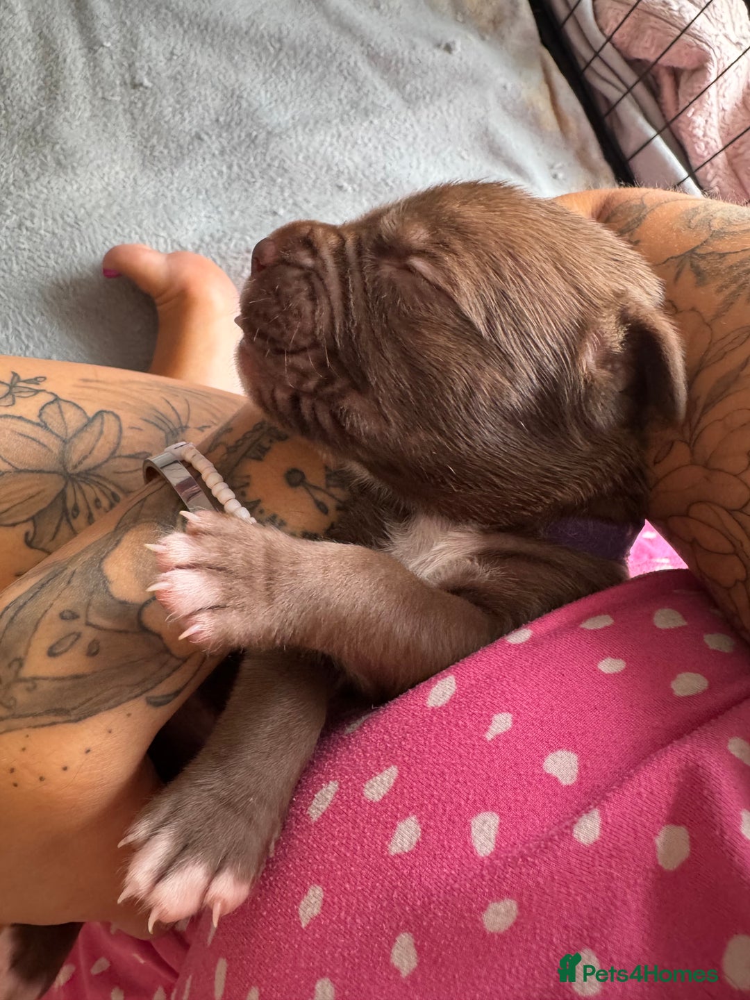 Mixed Breed dogs for sale: Rare breeding American x Bulldog x Cane Corso Pups - Image 32