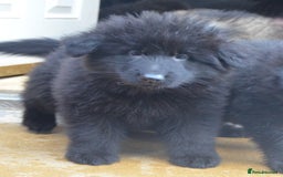 German Shepherd dogs for sale: STUNNING KC REG BLACK + SABLE LONG COATED PUPPIES - Image 2