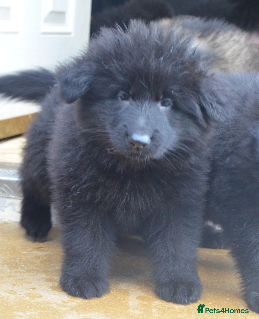 German Shepherd dogs for sale: STUNNING KC REG BLACK + SABLE LONG COATED PUPPIES - Image 2