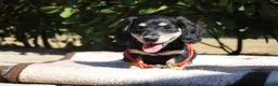 Miniature Dachshund dogs for sale: EXCEPTIONAL KC CREAM & BLACK/CREAM PUPPIES  - Advert 18