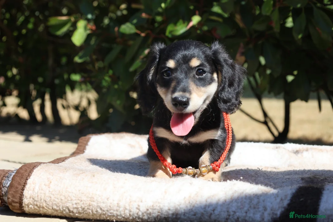 Miniature Dachshund dogs for sale: EXCEPTIONAL KC CREAM & BLACK/CREAM PUPPIES  - Advert 18