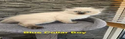 Ragdoll cats for sale: Beautiful Ragdoll kittens - Advert 10