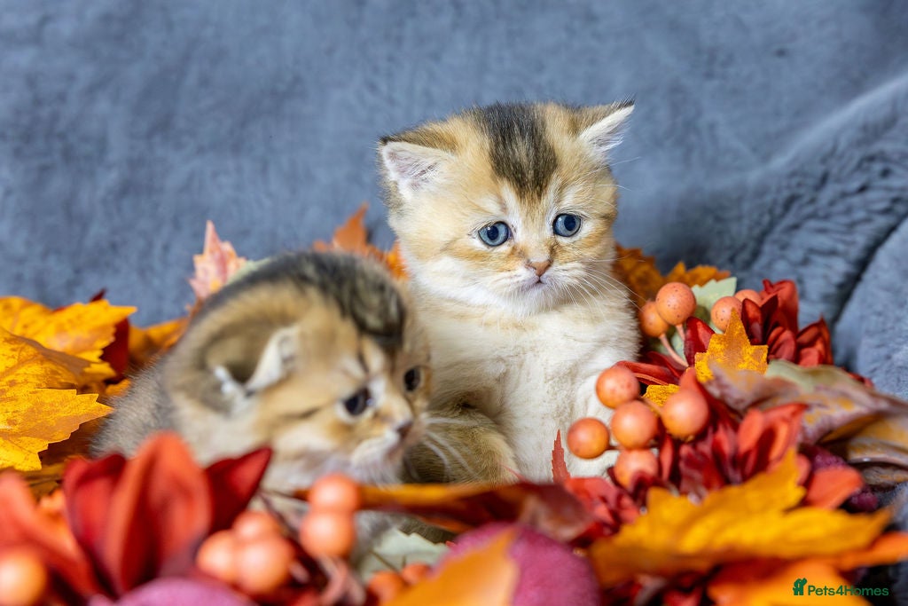 Scottish Fold cats Premium Rare Black Gold Scottish Fold Kittens - Advert 4