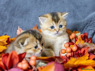 Scottish Fold cats Premium Rare Black Gold Scottish Fold Kittens - Advert 1