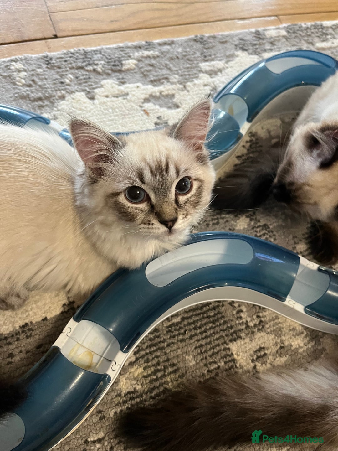 Ragdoll cats for sale: Luxury Pedigree (GCCF) Ragdoll - Advert 4