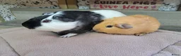 Guinea Pig rodents for sale: Two bonded male guinea pigs - Leeds LS27  - Advert 4