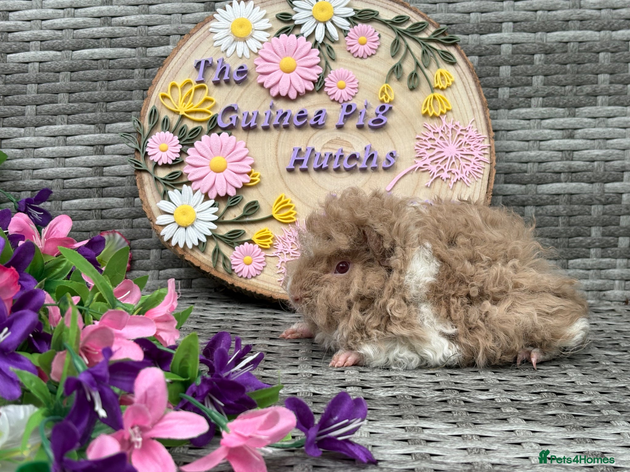 Guinea Pig rodents Lunkarya guinea pigs - Advert 5