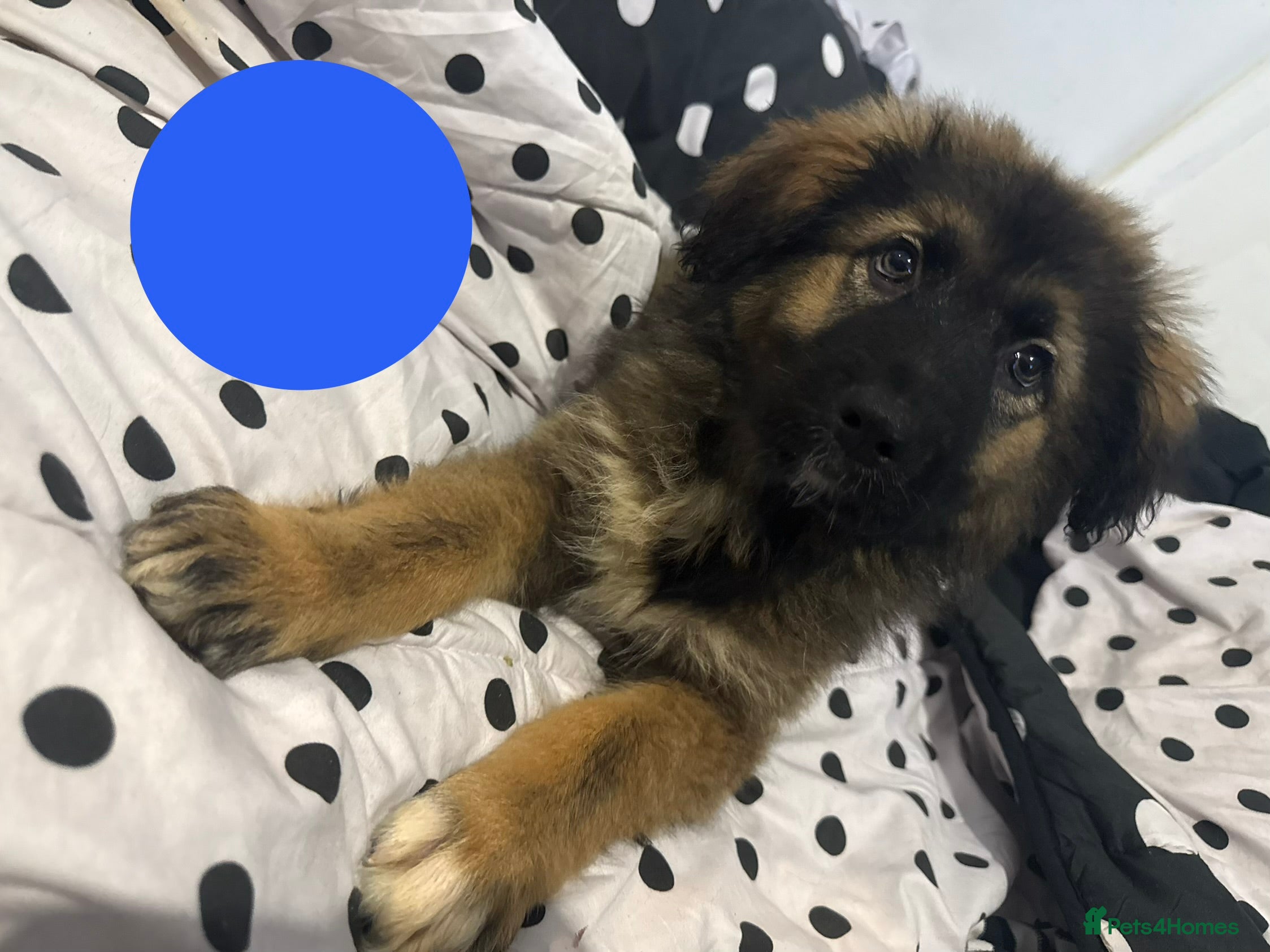 Caucasian Shepherd Dog dogs for sale: Caucasian shepherd puppies  - Advert 1