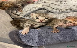 Bengal cats for sale: TICA registered Bengal girls. - Image 3